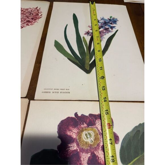 Flowers Drawn by Arlette Davids Text by Princess Bibesco prints Purple  10x14” - Picture 9 of 9